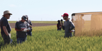 Parasitoid Wasps and the Fight Against Wheat Stem Sawfly: A Natural Solution for Sustainable Farming