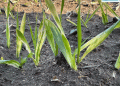 Wheat Fields in Edirne Under Inspection: Impact of Recent Rain and Early Sowing Issues