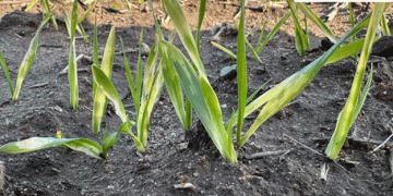 Wheat Fields in Edirne Under Inspection: Impact of Recent Rain and Early Sowing Issues