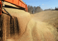 Russia Reduces Wheat Export Duty by 8.9%: What It Means for Global Grain Trade