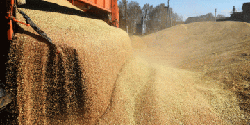 Russia Reduces Wheat Export Duty by 8.9%: What It Means for Global Grain Trade
