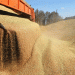 Russia Reduces Wheat Export Duty by 8.9%: What It Means for Global Grain Trade