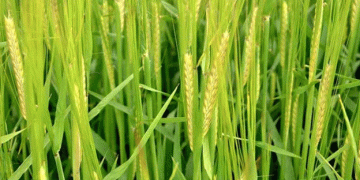 Maximizing Barley Yields: Optimal Fertilizer and Manure Use for Better Crop Productivity