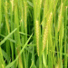 Maximizing Barley Yields: Optimal Fertilizer and Manure Use for Better Crop Productivity