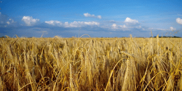 Canadian High-Protein Wheat Resilient Amid U.S. Tariffs: Global Markets Offer Stability