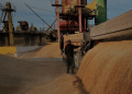 Egypt’s New Wheat Procurement Mechanism: Challenges for Traders and Market Transparency