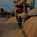 Egypt’s New Wheat Procurement Mechanism: Challenges for Traders and Market Transparency