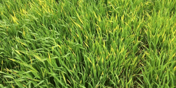 Advancements in Barley Yellow Dwarf Virus (BYDV) Detection: A Game-Changer for Crop Management
