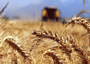Wheat Payment Scheme Launched: Support for Farmers in 2024