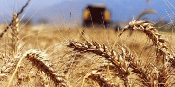 Wheat Payment Scheme Launched: Support for Farmers in 2024