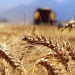 Wheat Payment Scheme Launched: Support for Farmers in 2024