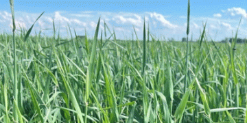 Navigating Malt Barley Varieties for 2025: Key Insights for Canadian Producers