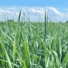Navigating Malt Barley Varieties for 2025: Key Insights for Canadian Producers