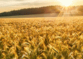 AMBA’s 2025 Malting Barley Variety List: New Additions and Industry Shifts