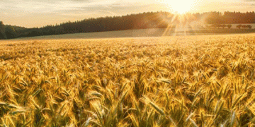 AMBA’s 2025 Malting Barley Variety List: New Additions and Industry Shifts
