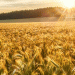 AMBA’s 2025 Malting Barley Variety List: New Additions and Industry Shifts