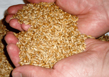 The Rising Global Demand for Krasnoyarsk Grain: Key Export Markets and Regional Trends