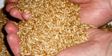 The Rising Global Demand for Krasnoyarsk Grain: Key Export Markets and Regional Trends