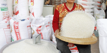 Cambodia’s Milestone in Rice Export: $491M Earned in 2024, with China as a Major Buyer