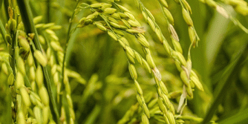 Russia’s Rice Expansion: A 5-Year Plan to Boost Production and Meet Growing Demand