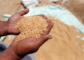 Egypt’s Strategic Wheat Imports: New Deals with Russia and Europe to Bolster Reserves