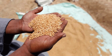 Egypt’s Strategic Wheat Imports: New Deals with Russia and Europe to Bolster Reserves