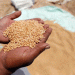 Egypt’s Strategic Wheat Imports: New Deals with Russia and Europe to Bolster Reserves