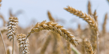 GEOPOLIS: The Multi-Performance Wheat Revolutionizing Agriculture in France