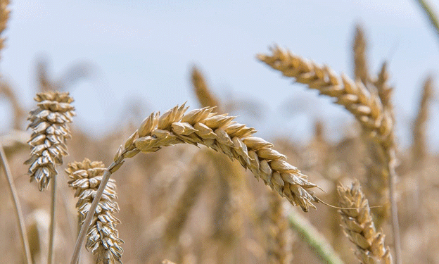 GEOPOLIS: The Multi-Performance Wheat Revolutionizing Agriculture in France