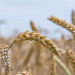 GEOPOLIS: The Multi-Performance Wheat Revolutionizing Agriculture in France