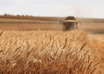 Algeria Shifts Wheat Imports from France to Russia Amid Diplomatic Tensions