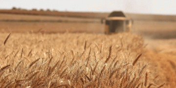 Algeria Shifts Wheat Imports from France to Russia Amid Diplomatic Tensions