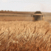 Algeria Shifts Wheat Imports from France to Russia Amid Diplomatic Tensions