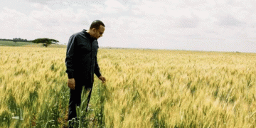 Ethiopia’s Wheat Self-Sufficiency Claims Amid Ongoing Food Insecurity