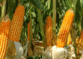 Three Corn Varieties That Mature Quickly for Short Summers