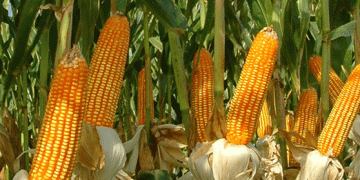Three Corn Varieties That Mature Quickly for Short Summers