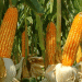 Three Corn Varieties That Mature Quickly for Short Summers