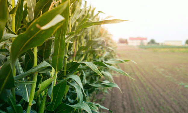 Ensuring Quality: Active Inspection of Corn Seeds in Primorsky Krai