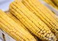Russia Strengthens Oversight on Corn Seed Imports to Protect Domestic Agriculture
