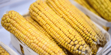 Russia Strengthens Oversight on Corn Seed Imports to Protect Domestic Agriculture