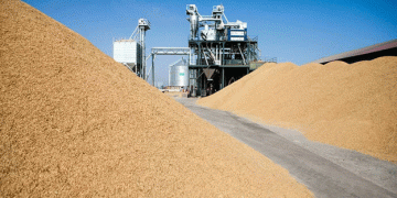 Dagestan’s Rice Industry is Booming: Record Harvest and New Investments