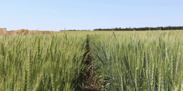 Hybrid Wheat Innovations: Paving the Way for Resilient and High-Yielding Crops