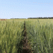 Hybrid Wheat Innovations: Paving the Way for Resilient and High-Yielding Crops