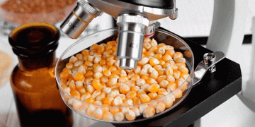 Russia Halts Import of 2.4 Tons of Contaminated Corn Seeds from Spain