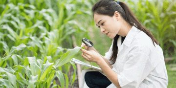 China’s Gene-Editing Breakthrough: Paving the Way for High-Density Corn Cultivation
