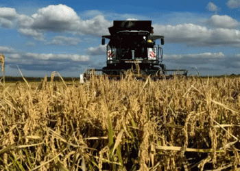 Dagestan’s “Agris” to Double Rice Paddy Area to 1,000 Hectares in 2025