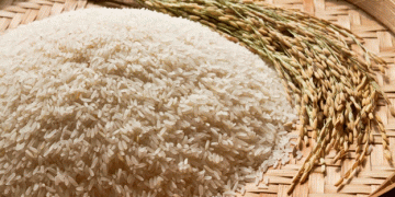 Astrakhan Region to Establish a Full-Cycle Rice Production Complex