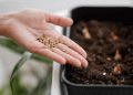 Omsk Region Introduces High-Yield Durum Wheat and Soybean Varieties