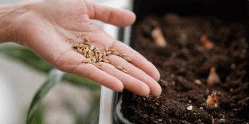 Omsk Region Introduces High-Yield Durum Wheat and Soybean Varieties