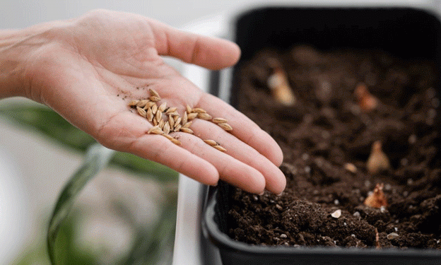 Omsk Region Introduces High-Yield Durum Wheat and Soybean Varieties